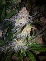 IMG_5698.jpeg