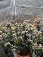IMG_8972.jpeg