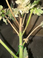 IMG_8984.jpeg