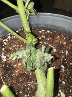 IMG_8985.jpeg