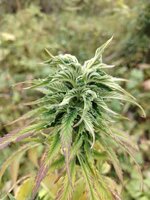 IMG_20260814_155719.jpg