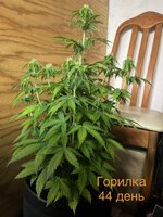 IMG_3352.jpeg