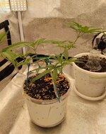 IMG_20260818_164436.jpg