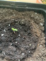 IMG_5128.jpeg