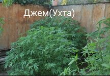 Screenshot_2026-08-25-16-10-48-290-edit_ru.semena.sch.jpg