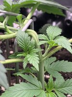 IMG_6154.jpeg