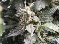 IMG_3081.JPG