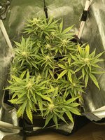 Original Auto Critical