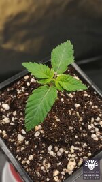 2026-08-24_aya-01_veg-w01d07_macro_02.jpg