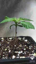2026-08-25_aya-01_veg-w01d08_full_01.jpg