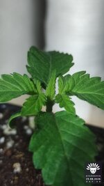 2026-08-25_aya-01_veg-w01d08_macro_01.jpg