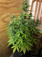 IMG_3396.jpeg