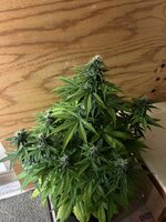 IMG_3397.jpeg
