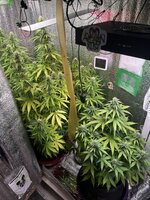 IMG_3398.jpeg