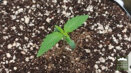 2026-08-22_acid-rain-01_veg-w01d05_macro_01.jpg