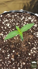 2026-08-23_acid-rain-01_veg-w01d06_canopy_01.jpg