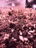 IMG_2922.jpeg