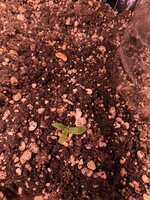 IMG_2939.jpeg