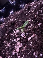 IMG_2944.jpeg