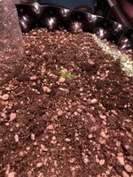 IMG_2946.jpeg