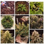 MyCollages (NEW!).jpg