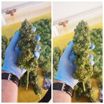 MyCollages (5).jpg
