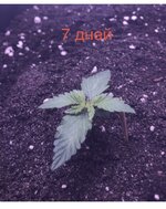 IMG_2627.jpeg