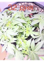 IMG_2632.jpeg