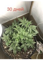 IMG_2629.jpeg
