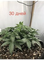 IMG_2630.jpeg