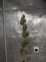 "Долгий " Zookies