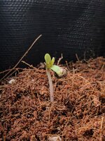 IMG_20260903_071004.jpg