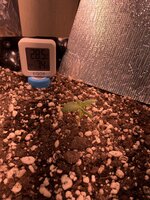 IMG_2984.jpeg
