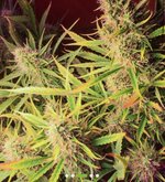 IMG_2733.jpeg