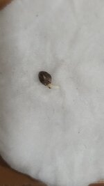 IMG_2732.jpeg