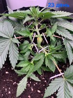 IMG_6223.jpeg
