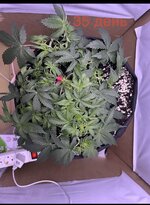 IMG_2694.jpeg