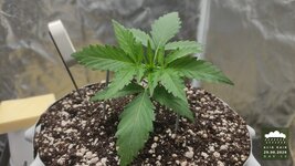 2026-08-29_acid-rain-01_veg-w02d12_canopy_01.jpg