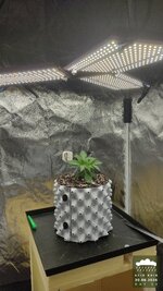 2026-08-30_acid-rain-01_veg-w02d13_setup_02.jpg