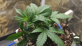 2026-09-04_acid-rain-01_veg-w02d18_canopy_01.jpg