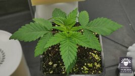 2026-08-29_aya-01_veg-w02d12_macro_01.jpg