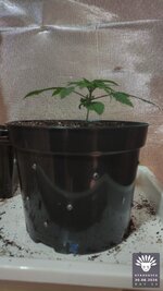 2026-08-30_aya-01_veg-w02d13_full_01.jpg