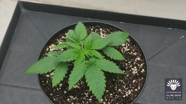 2026-08-31_aya-01_veg-w02d14_canopy_01.jpg