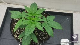 2026-09-02_aya-01_veg-w02d16_canopy_01.jpg