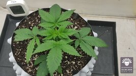2026-09-03_aya-01_veg-w02d17_canopy_01.jpg