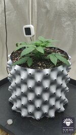 2026-09-03_aya-01_veg-w02d17_setup_02.jpg