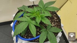 2026-09-04_aya-01_veg-w02d18_canopy_01.jpg
