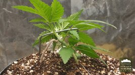 05_2026-08-31_acid-rain-01_veg-w02d14_full_01.jpg