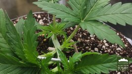 06_2026-09-01_acid-rain-01_veg-w02d15_macro_01.jpg