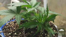 09_2026-09-03_acid-rain-01_veg-w02d17_canopy_01.jpg